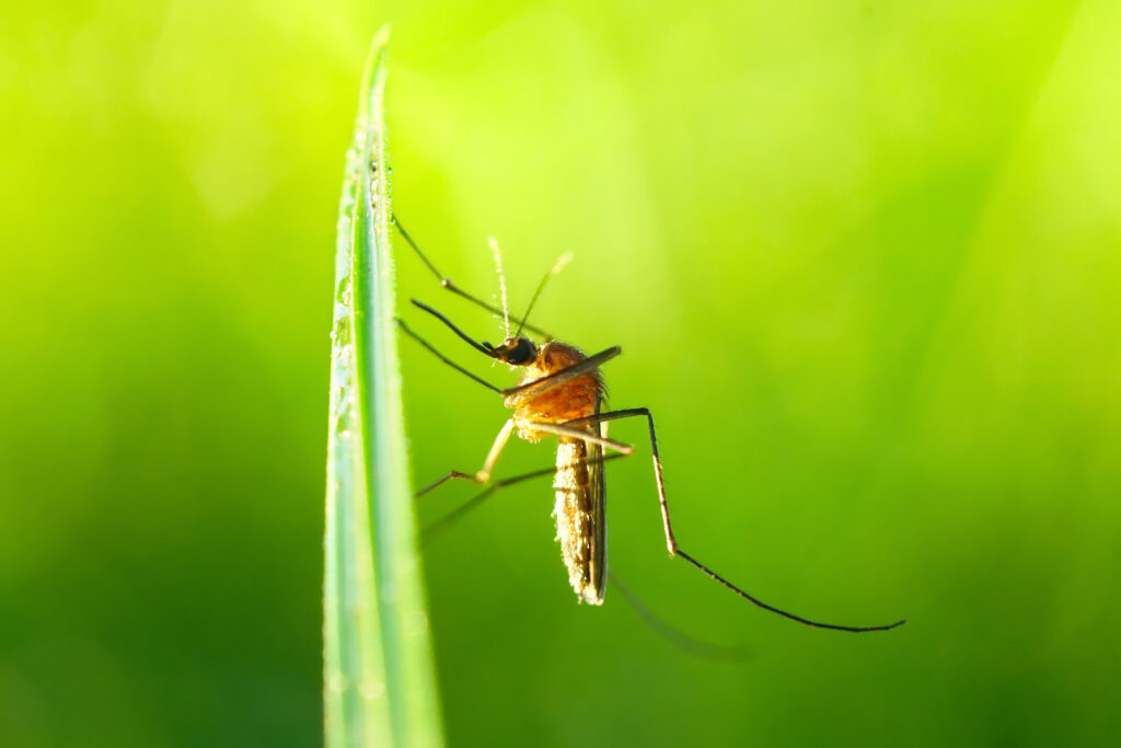 Infos insolites sur les moustiques parakito